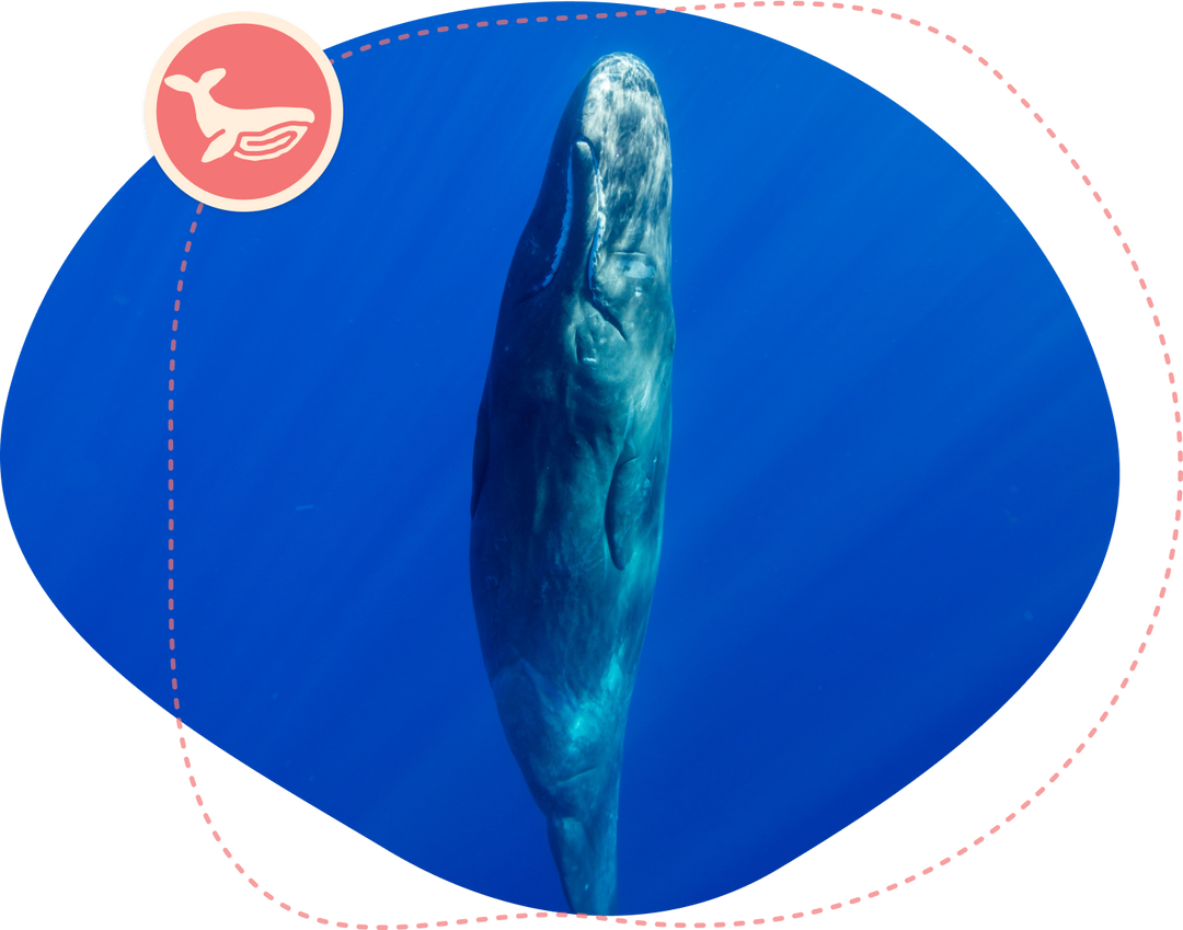 Fahlo The Wayfare Bracelet - Whale