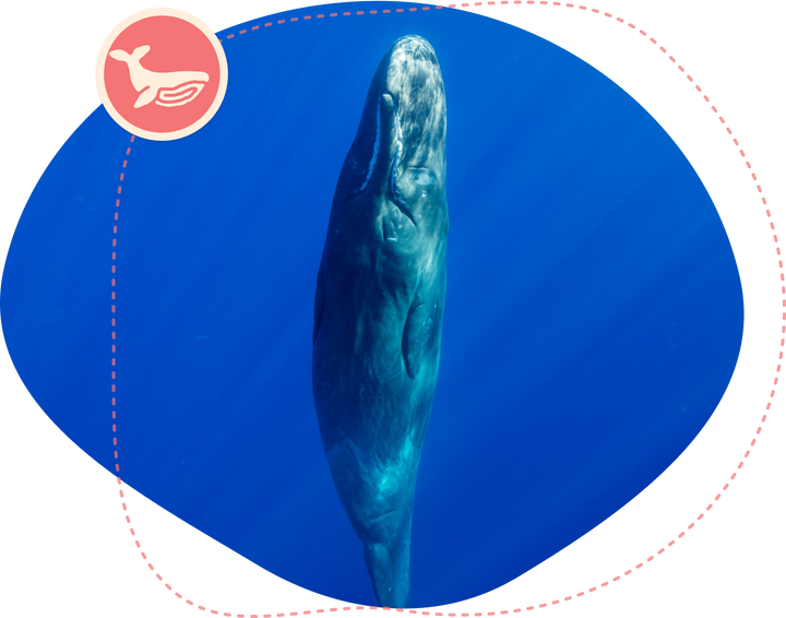 Fahlo The Wayfare Bracelet - Whale