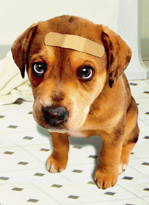 Avanti Press Band Aid Dog Get Well Card