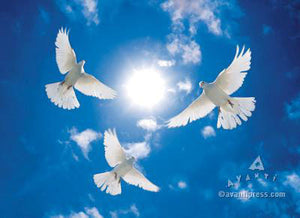 Avanti Press Three White Doves Circling Sympathy Card