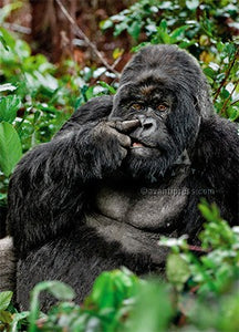 Avanti Press Gorilla Picking Nose Birthday Card