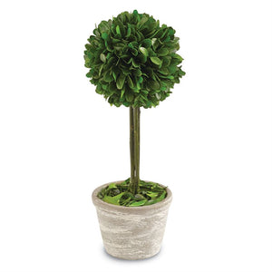 Mud Pie Boxwood Topiary in Pottery