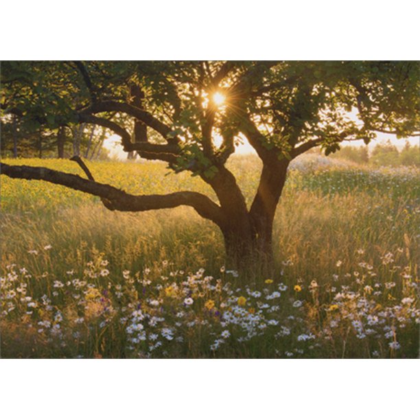 Avanti Press Sunrise Tree in Field of Daisies Pet Sympathy Card