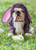Avanti Press Dog (Sully) in Bunny Suit Easter Card