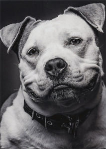 Avanti Press Expressive Dog Father's Day Card