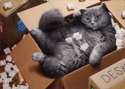 Avanti Press Cat Inside Moving Box Encouragement Card