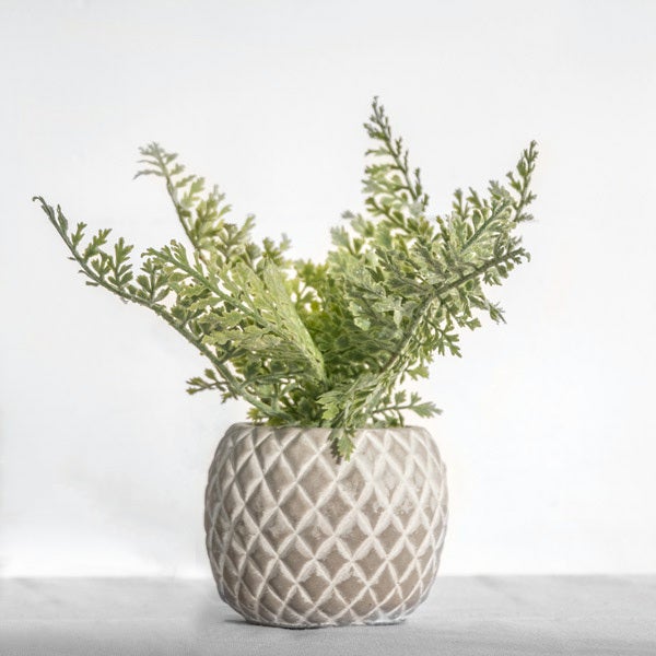 PD Home & Garden Inner Fern in Pot - 10"