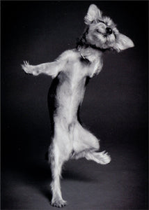 Avanti Press Happy Dancing Dog Birthday Card