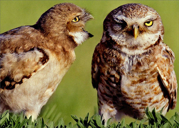 Avanti Press Owl Couple Communication Anniversary Card