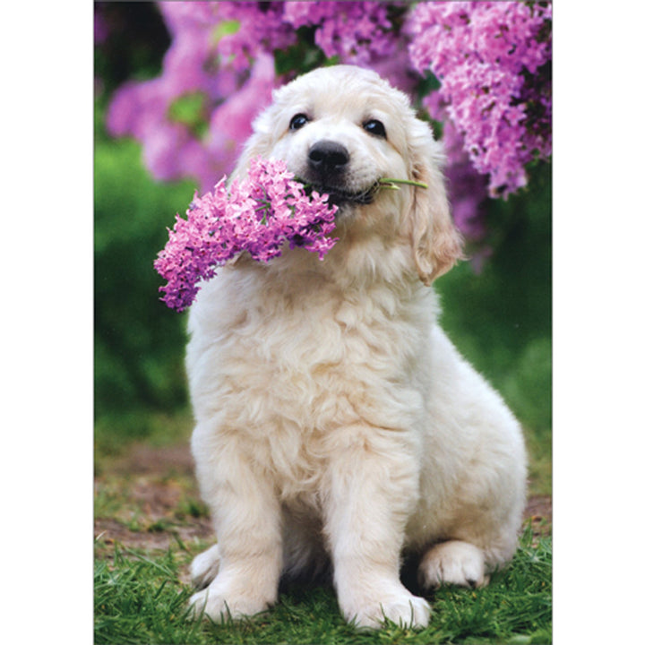 Avanti Press White Dog Holding Lilac in Mouth Mother's Day Card
