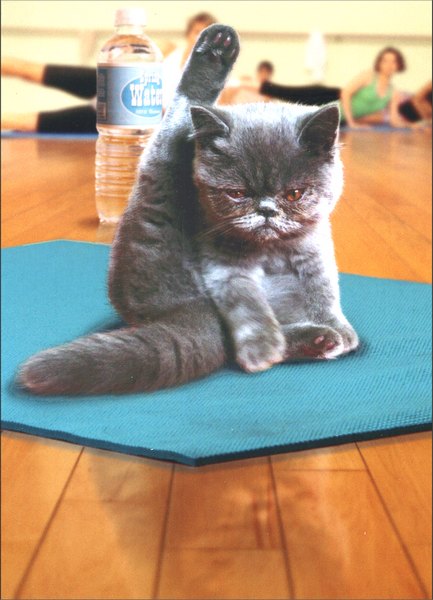 Avanti Press Yoga Cat Friendship Card